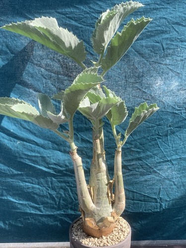 Cyphostemma seitzianum pot - cyphostemma,