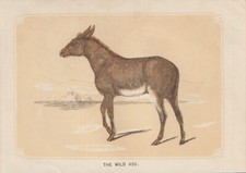 Asini asiatici equus - asiatici, (equus