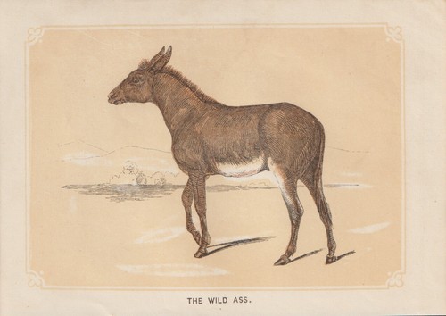 Asini asiatici equus - asini,