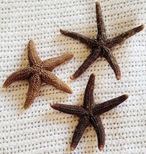 Stella marina vintage tenuta