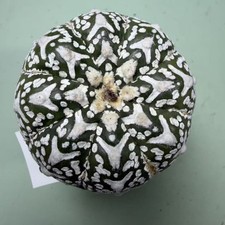 Prezzo di vendita flash Cacti