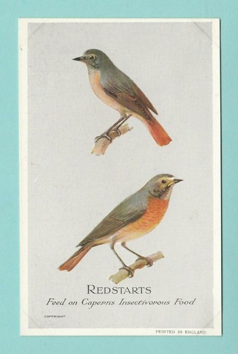 Birds caperns - ,