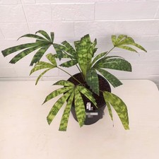 Licuala mattanensis'Mapu'