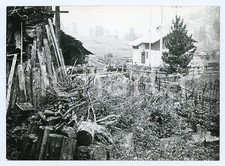 1976 VAL D'AOSTA Panorama con mucche e legnaia - Foto 17x13 cm