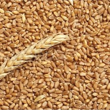 Grano tenero frumento  Mangime Polli Galline Oche Anatre sacco da 25 kg GIARDINI