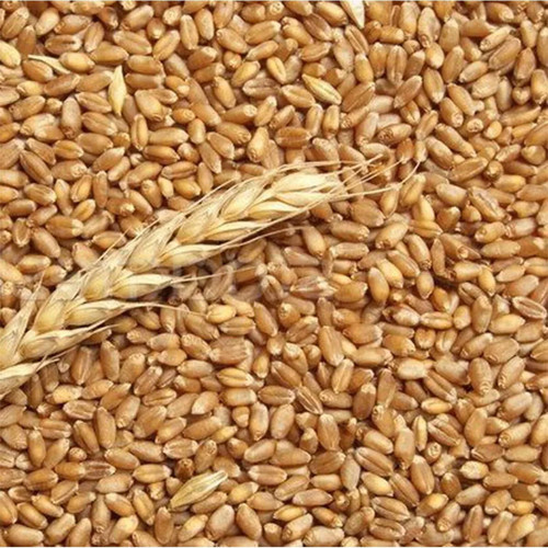 Grano tenero frumento mangime - tenero,