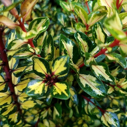 Pianta metrosideros excelsa - pianta,