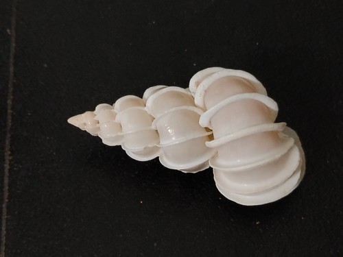 Conchiglia shell epitonium - conchiglia,