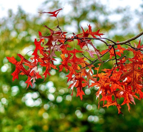 Quercus rubra 20cm - quercus, 15-20cm