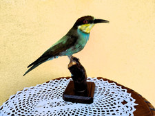 Trofeo Di Caccia Tassidermia