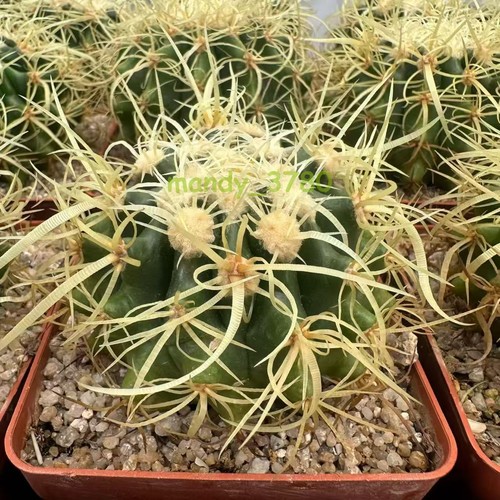 Echinocactus grusoni - , v