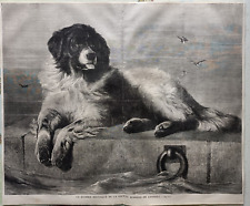 Terranova cane salvataggio