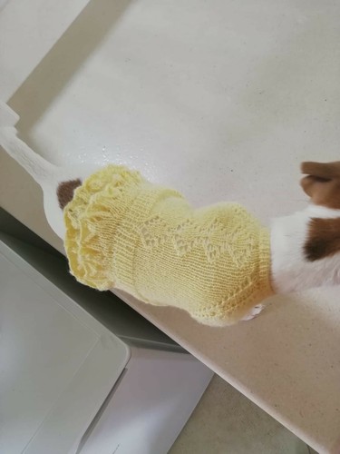 Maglioncino per cane fatto - maglioncino,