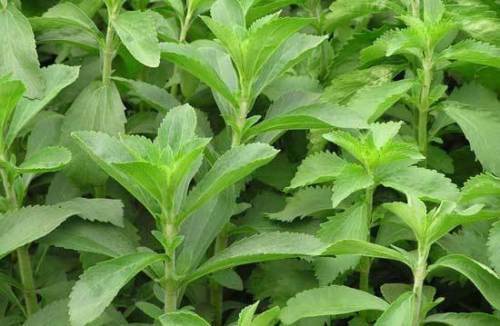 Stevia rebaudiana semi - semi, +