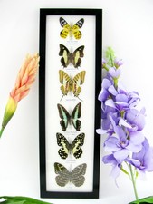 6 Farfalle splendidamente