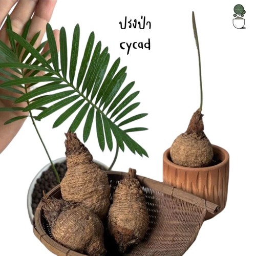 Pcs mini random size - random, cycas