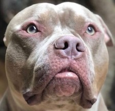 American pitbull dogo canario - pitbull,