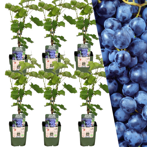 Piante vino biologiche - 6,