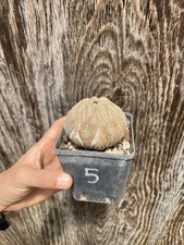 Euphorbia Obesa /old Plant/ Wild Plant/collection Plant Pot 8cm X 8cm