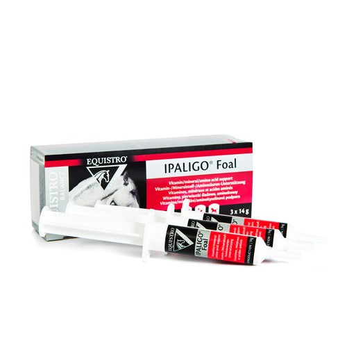 Equistro ipaligo puledro - x,