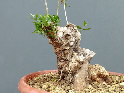 Bonsai olivastro 25x16cm - olivastro, in