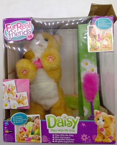 Daisy playful kitty di - my,