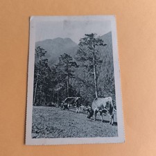 COWS IN THE LAWN - BLACK AND