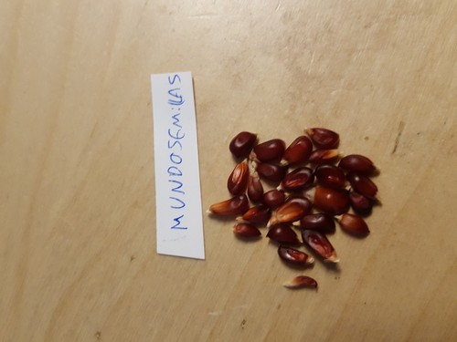 Mais fragola per popcorn - per,