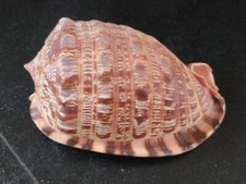Conchiglia Shell CYPRAECASSIS