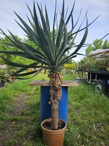 Yucca recurvifolia 130 - yucca,