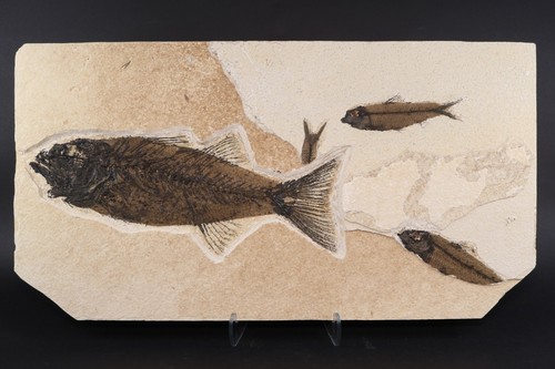 Mioplosus pesce fossile - 10",
