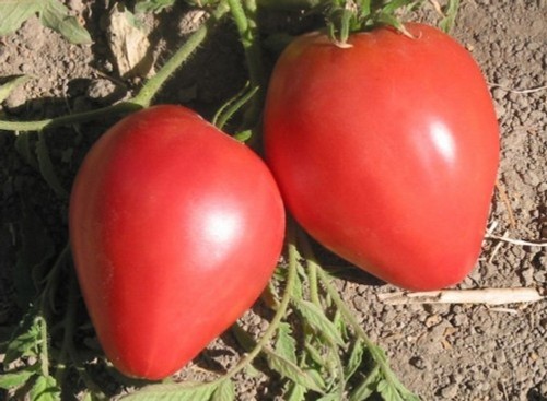 Pomodoro cuore bue 400 - pomodoro,