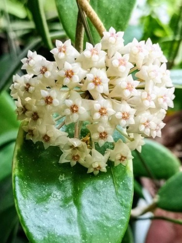Hoya acuta albo marginata - acuta,