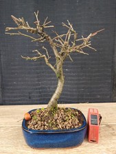 bonsai di melo   h 30 cm