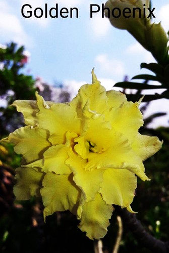 Nuovo adenium obesum desert - adenium,