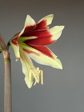 Hippeastrum AP x bukasovii -