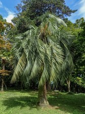 Geleepalme butia capitata - capitata,