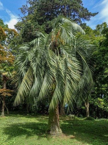 Geleepalme butia capitata - butia,