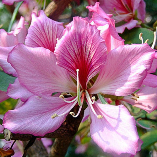 Semi bauhinia variegata - 5, di