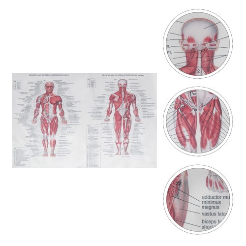 Poster anatomia umana - anatomia,