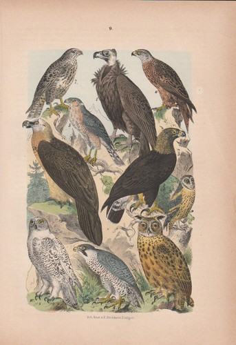 Aquila reale milan poiana gufo - aquila,