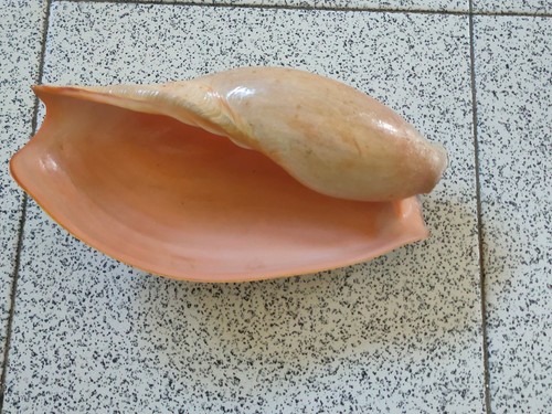 Conchiglia shell cymbium - ,