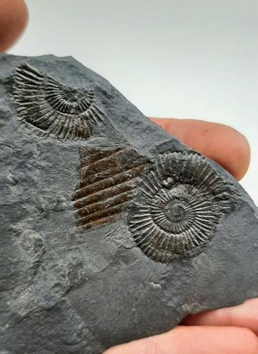 Bellissima lastra fossile - bellissima,