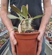 Pachypodium hormbense caudex