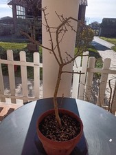 Pre Bonsai Biancospino 
