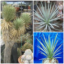 30 semi di Yucca brevifolia jaegeriana, piante succulente,seed succulents