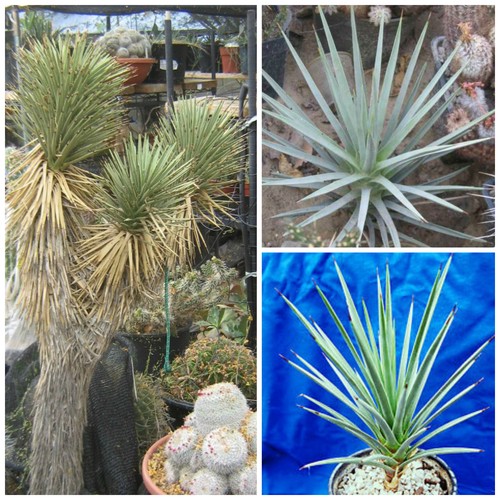 Semi yucca brevifolia - di,