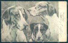 Animali Cane Foxhound Jack Russell cartolina cartolina TW1024