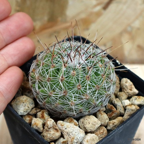 Thelocactus conothelos vaso - thelocactus,
