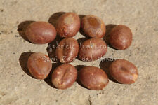 PALMA DELLA CALIFORNIA - WASHINGTONIA FILIFERA, 10 SEMI SELEZIONATI